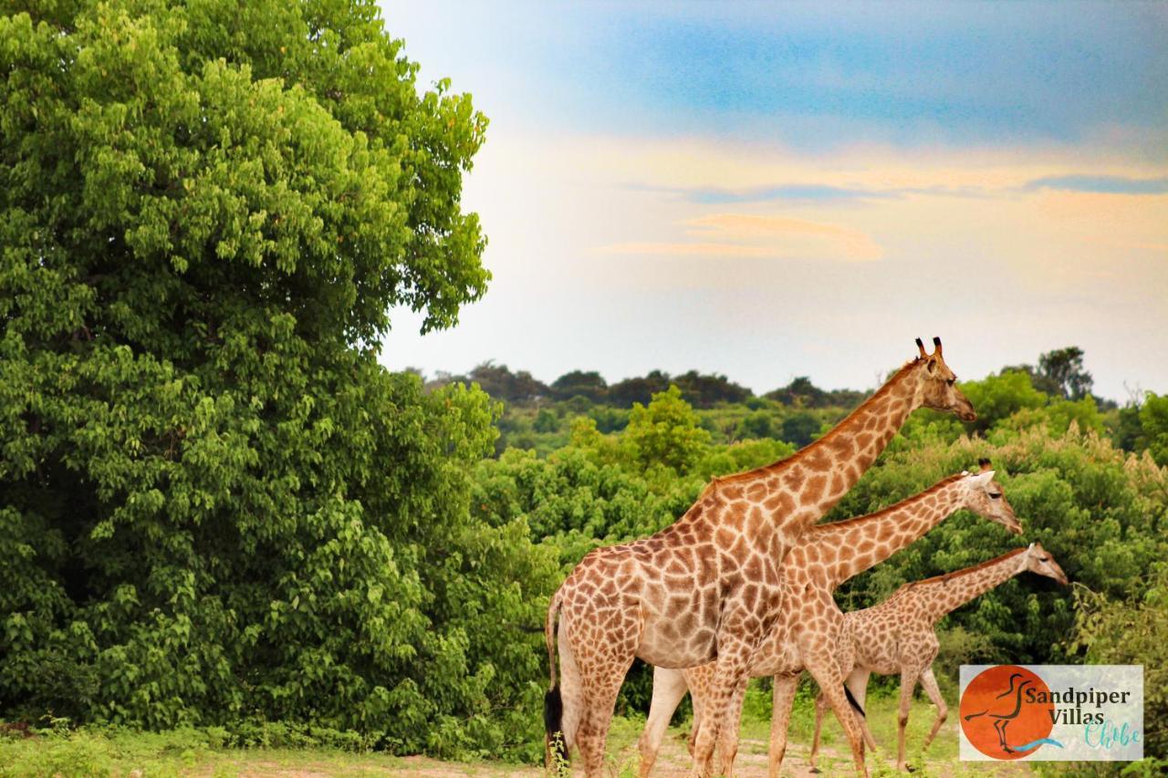 Sandpiper Villas Chobe Kasane Exterior foto